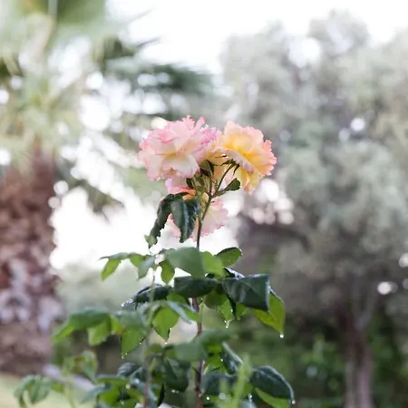 ヴィラ Cretan Exclusive レティムノ