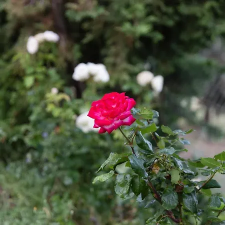 Cretan Exclusive Rethimnon