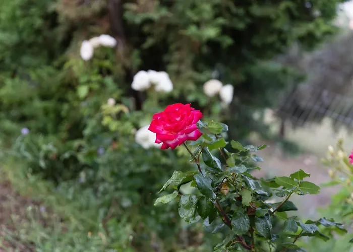 Cretan Exclusive Rethimnon